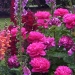 Donalea's two acres of gardens are a delight