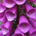 Foxgloves in flower