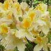 Spring flowers in the Huon Valley